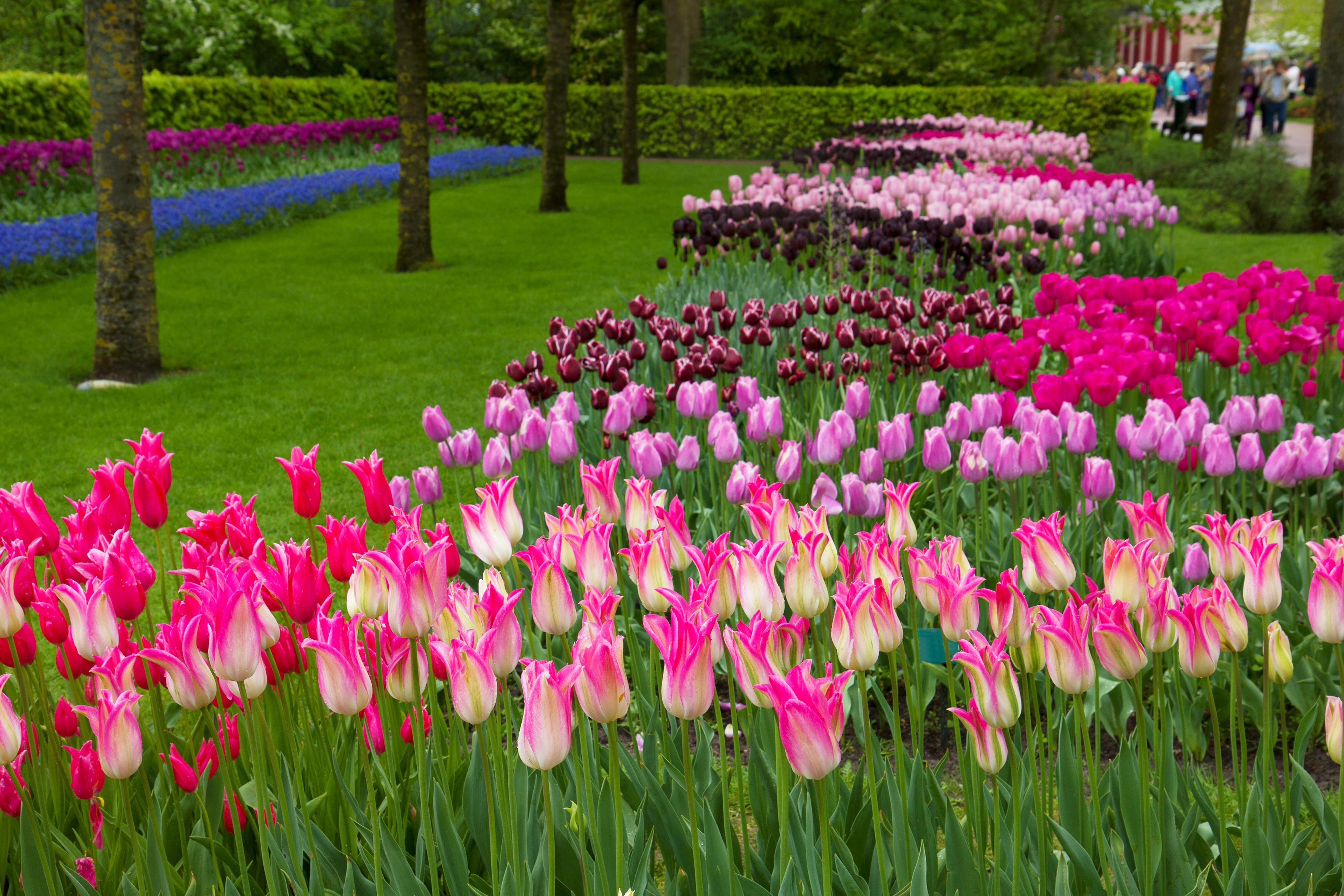 ทัวร์ยุโรป FINDING TULIP FESTIVALฝรั่งเศส เบลเยี่ยม เนเธอแลนด์ 9D 6N (10-18APR20)(GQ3CDG-TG023)