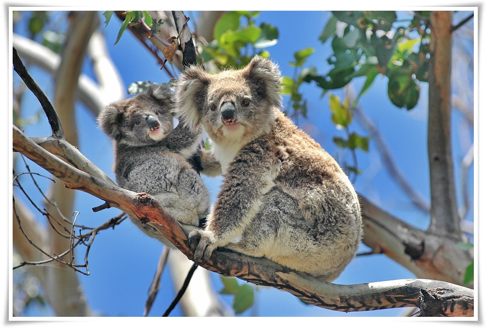 ทัวร์ออสเตรเลีย POPULAR AUSTRALIA 6D 4N (MAY-JUL18)
