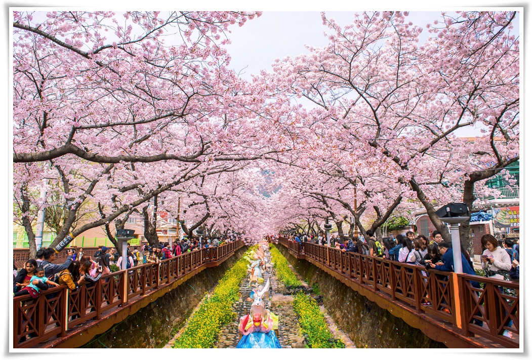 ทัวร์เทศกาล JINHAE CHERRY BLOSSOM FESTIVAL 5 วัน 3 คืน  (APR'17)