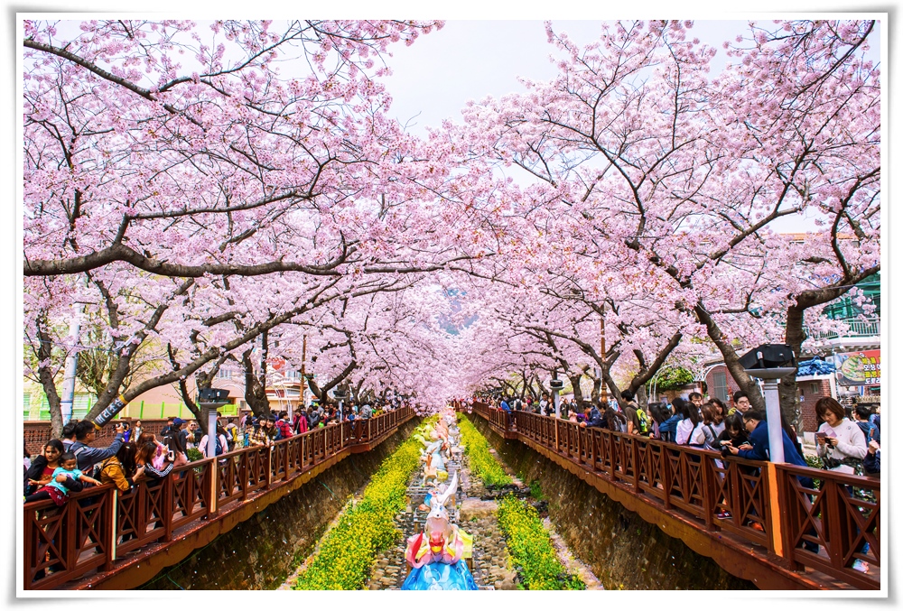  ทัวร์เกาหลี ปูซาน เทศกาลJINHAE CHERRY BLOSSOM 6วัน 4คืน (MAR18)