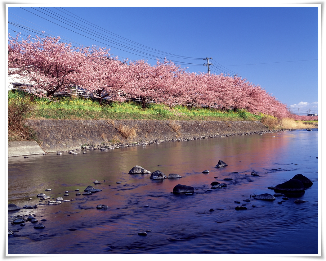 ทัวร์ญี่ปุ่น ECO TOKYO 6 วัน 3 คืน SAKURA (โตเกียว-ฟูจิ) APR 17