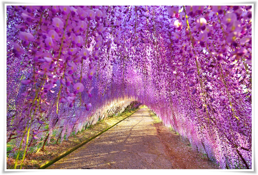 ทัวร์ญี่ปุ่น KYUSHU WISTERIA CHECK IN 5D3N(APR-MAY18)(GT-FUK TG04)