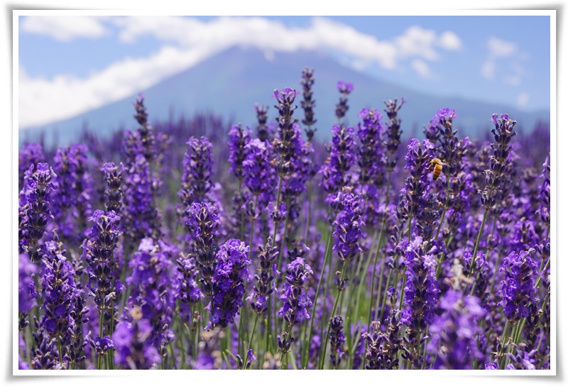 ทัวร์ญี่ปุ่น SPARKLING LAVENDER TOKYO 5 วัน 3 คืน ( JULY 17 )