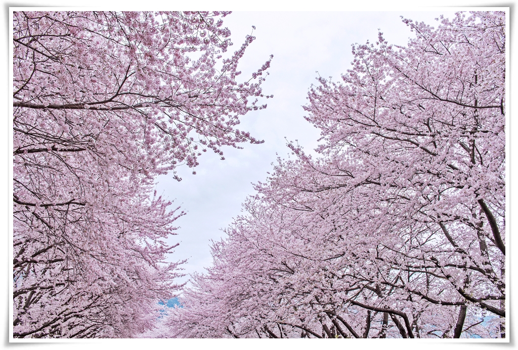 ทัวร์เกาหลี CHERRY BLOSSOM IN KOREA 5D 3N
