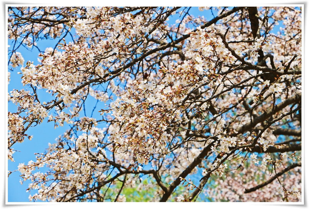 ทัวร์เกาหลี เกาะนามิ ซากุระ BLOOM IN KOREA 5 วัน 3 คืน