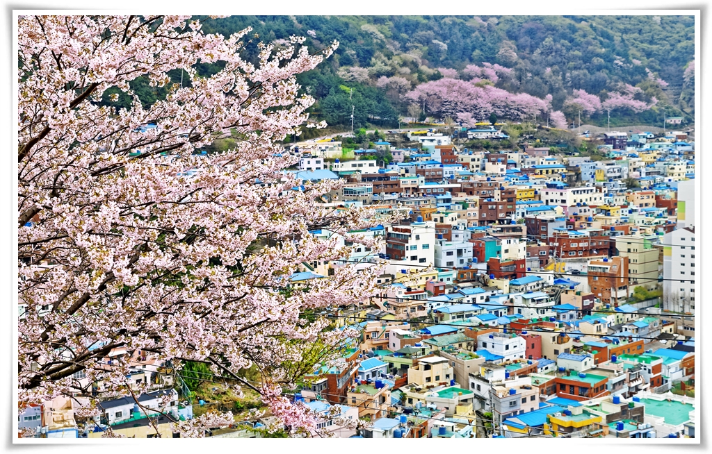 ทัวร์เกาหลี SAKURA FESTIVAL IN BUSAN 5 วัน 3 คืน